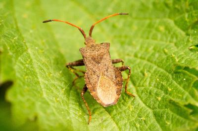 Coreus marginatus