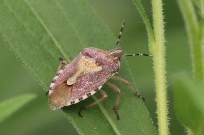 Dolycoris baccarum