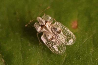 Corythucha ciliata
