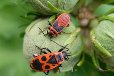 Pyrrhocoris apterus