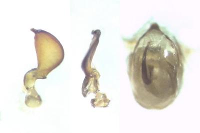 <i>Nabis pseudoferus</i>