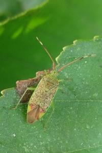 <i>Pantilius tunicatus</i>