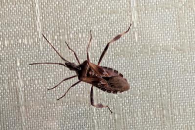 <i>Leptoglossus occidentalis</i>