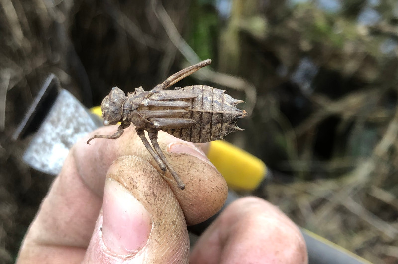 Epitheca bimaculata